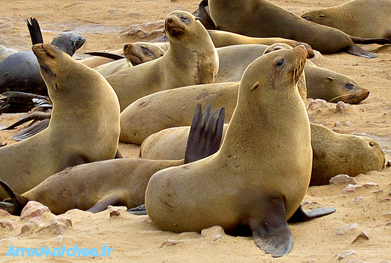 Otaries Cape Cross